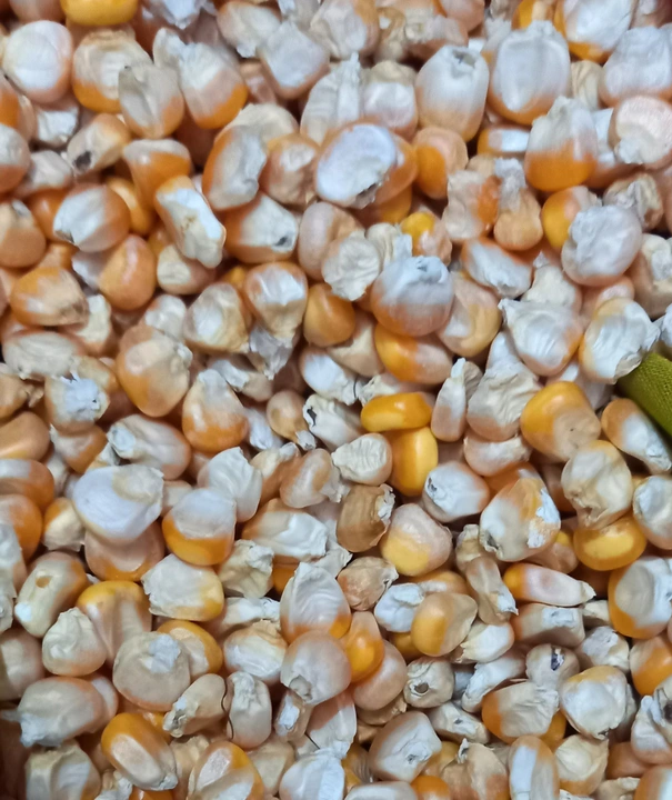 Maize (Makai) uploaded by business on 9/3/2023