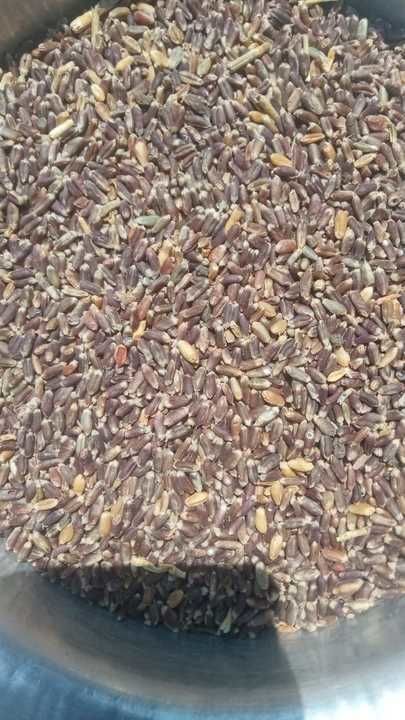 Black Wheat ( काला गेंहू ) uploaded by AGRI Products on 3/21/2021
