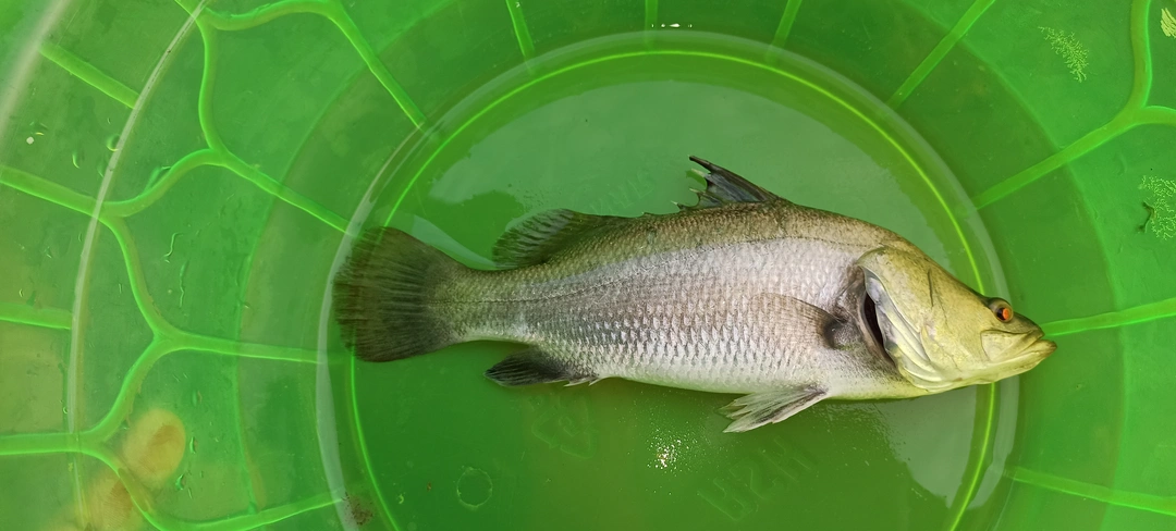 Vatki fish uploaded by Anjura fish supply on 9/21/2023