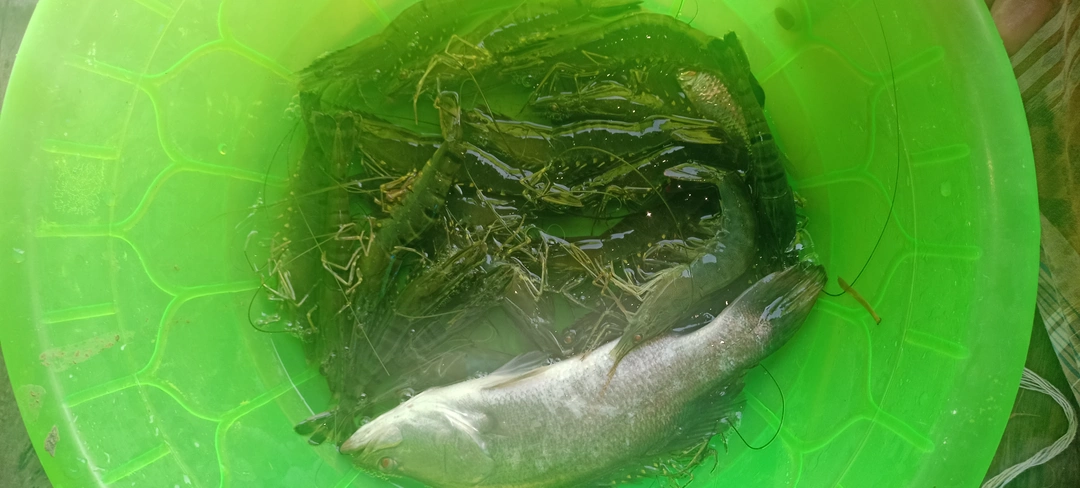Product uploaded by Anjura fish supply on 9/21/2023