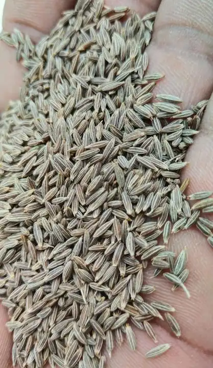 Post image European cumin seeds 
30kg bags packing 
Price 580pr kg with delivery gst..