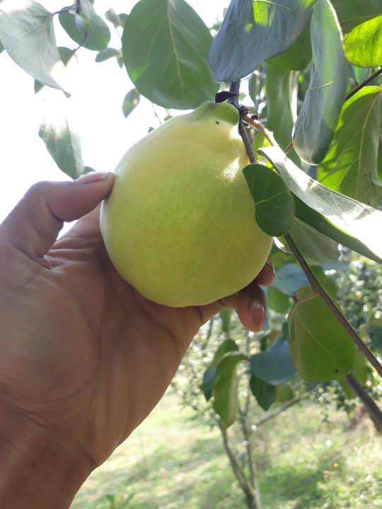 Quince Apple uploaded by business on 9/24/2023