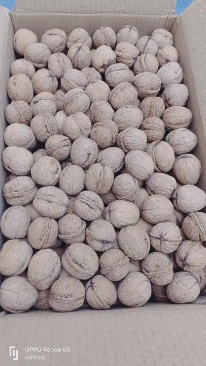 Post image Rs 265 per kg
Kashmiri walnuts
Minimum 20 kg order