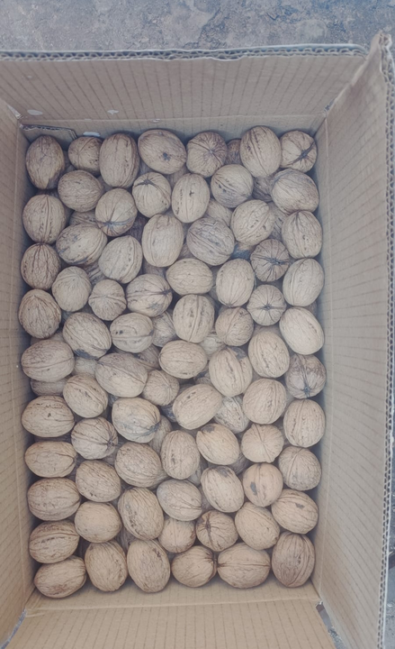 Post image Kashmir walnuts,Rs265 per kg 
Minimum order 15 kg
No COD.
Only serious buyers