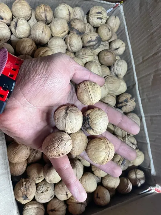 Kashmiri walnut uploaded by Ansha traders on 11/28/2023