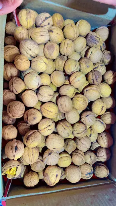 Kashmiri walnut uploaded by business on 11/28/2023