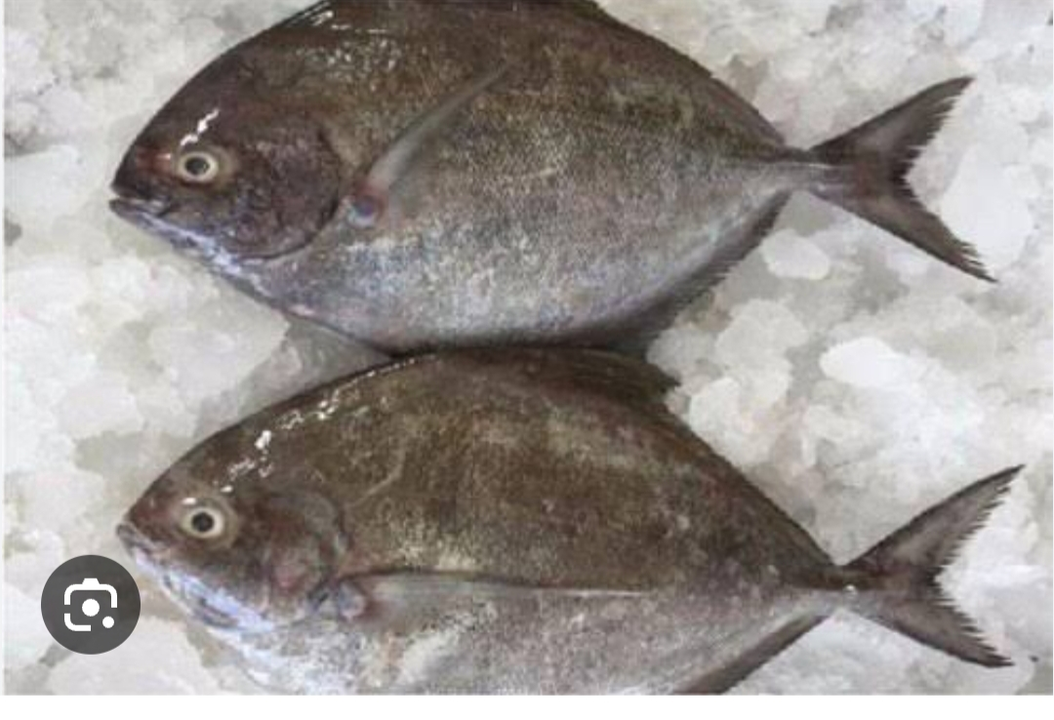 Product uploaded by Pari seafood supplier on 12/21/2023