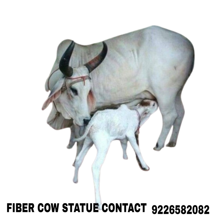 Fiber kamdhenu cow and calf statue  uploaded by business on 2/15/2024