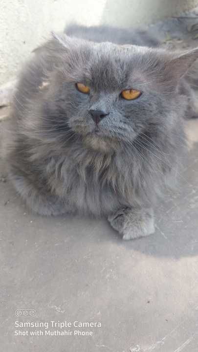 Persian cat (male) uploaded by Persian Cats on 3/27/2021