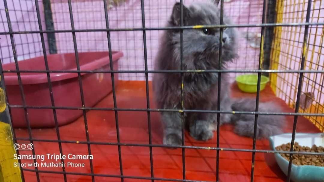 Persian cat (female) uploaded by business on 3/27/2021