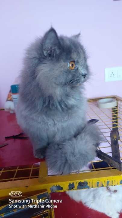 Persian cat (female) uploaded by business on 3/27/2021