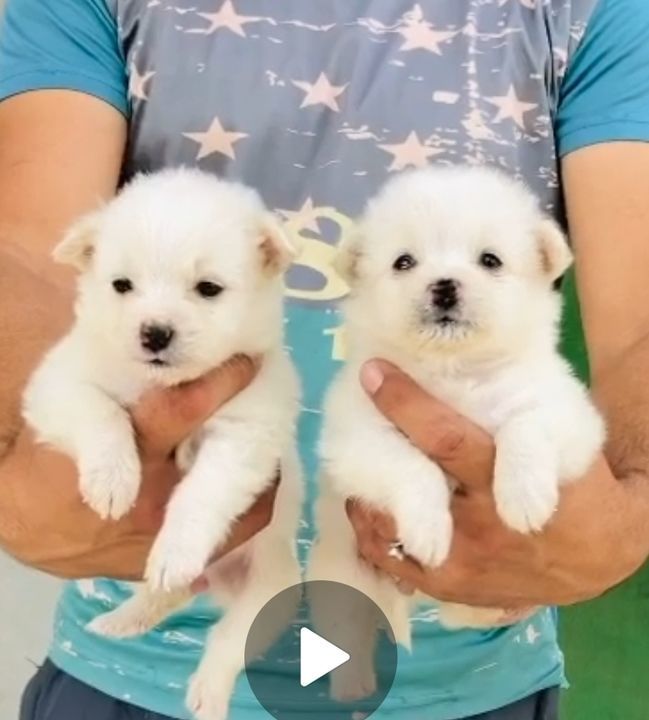 Best/top quality Pomerian available for sale in very cheap price uploaded by business on 3/31/2021