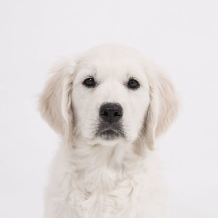 Cute puppy uploaded by Puppy shop on 4/9/2021