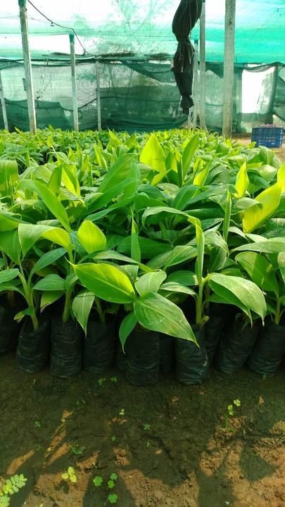 Banana Tissue culture plant uploaded by Shree Rang Irrigation on 4/14/2021