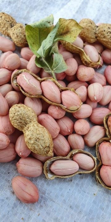 Ground nut uploaded by business on 5/1/2021