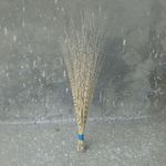 Business logo of Coconut broom stick