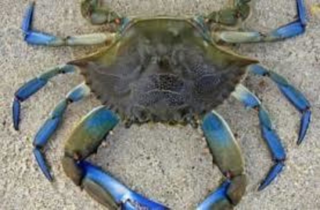 Crabs sea uploaded by business on 8/1/2020
