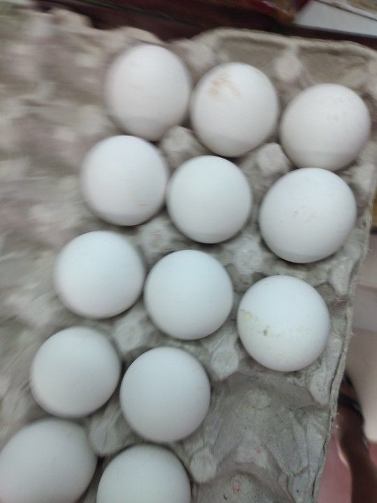 Egg uploaded by Srivastava variety store  on 5/18/2021
