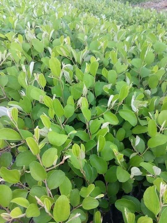 Green Thai Apple Ber uploaded by Kishan Bharat Agro Nursery on 5/20/2021