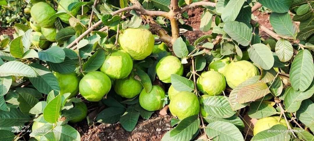VNR Guava uploaded by Kishan Bharat Agro Nursery on 5/20/2021