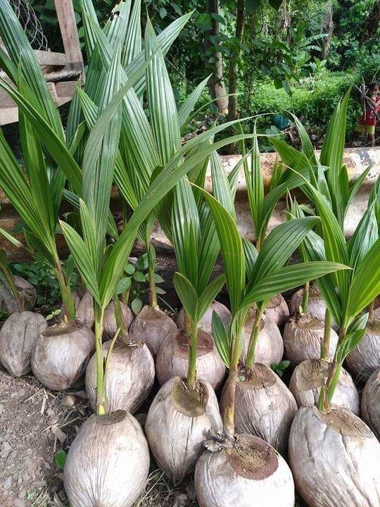 Dwarf Hybrid Coconut uploaded by Kishan Bharat Agro Nursery on 5/20/2021