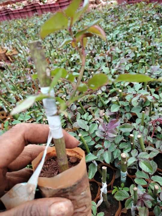 Rose Plant uploaded by Kishan Bharat Agro Nursery on 5/20/2021