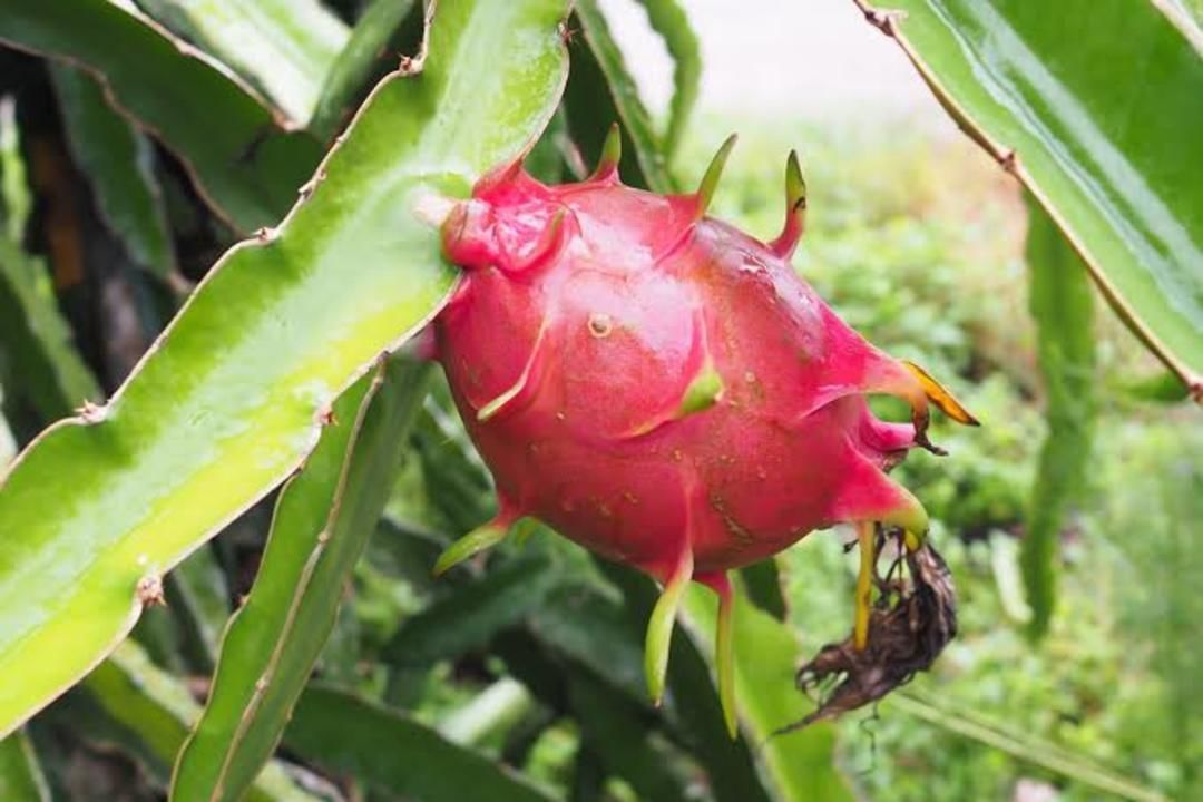 Dragon Fruit uploaded by business on 5/20/2021