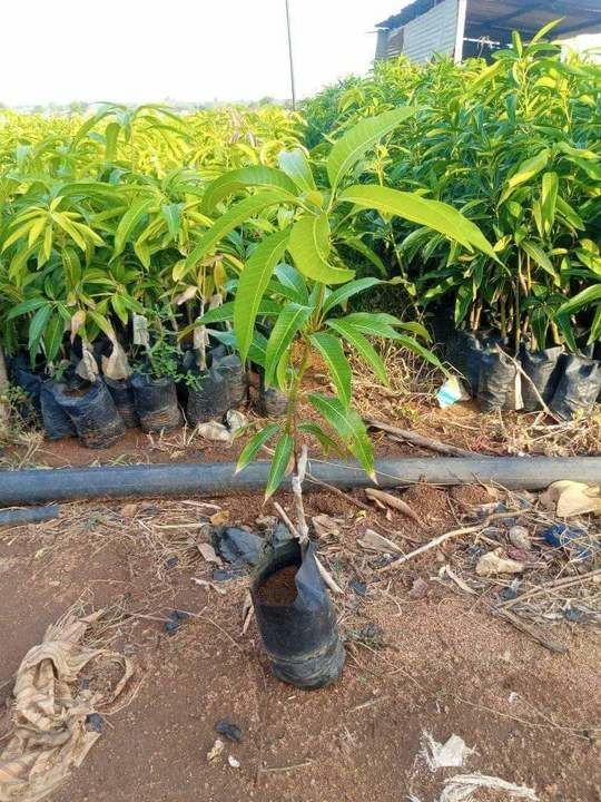 Mango uploaded by Kishan Bharat Agro Nursery on 5/20/2021