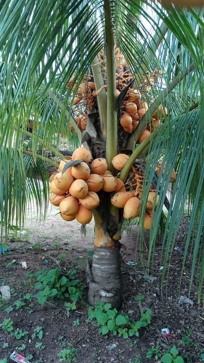 Vietnam Dwarf Hybrid Coconut uploaded by Kishan Bharat Agro Nursery on 5/20/2021