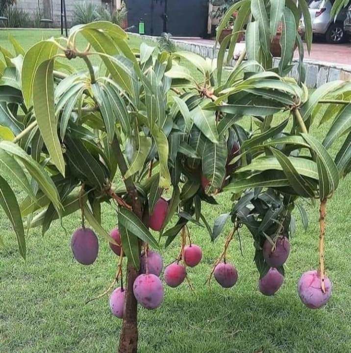 American Blue Palmer Mango uploaded by business on 5/20/2021