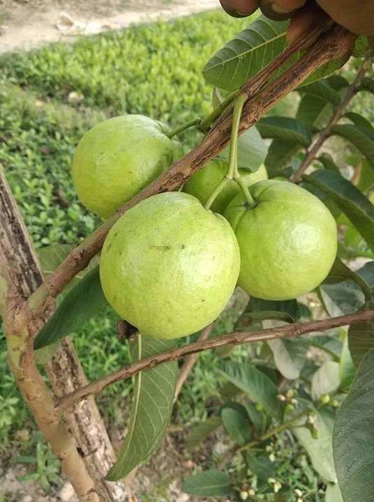 Sadabahar Guava uploaded by Kishan Bharat Agro Nursery on 5/20/2021