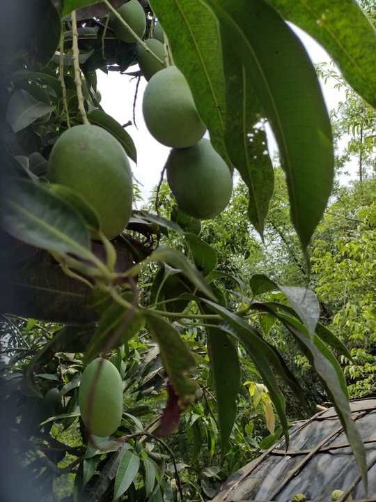 Khirasapati (Himsagar) Mango Fruit uploaded by P6 traders on 5/21/2021