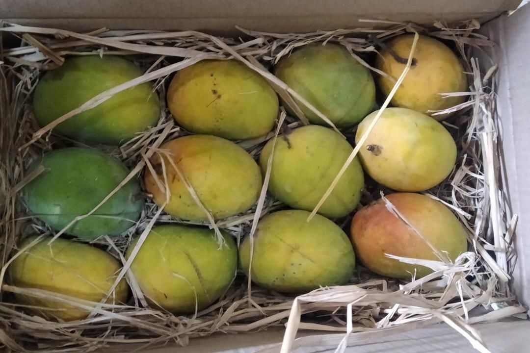 Khirasapati (Himsagar) Mango Fruit uploaded by P6 traders on 5/21/2021
