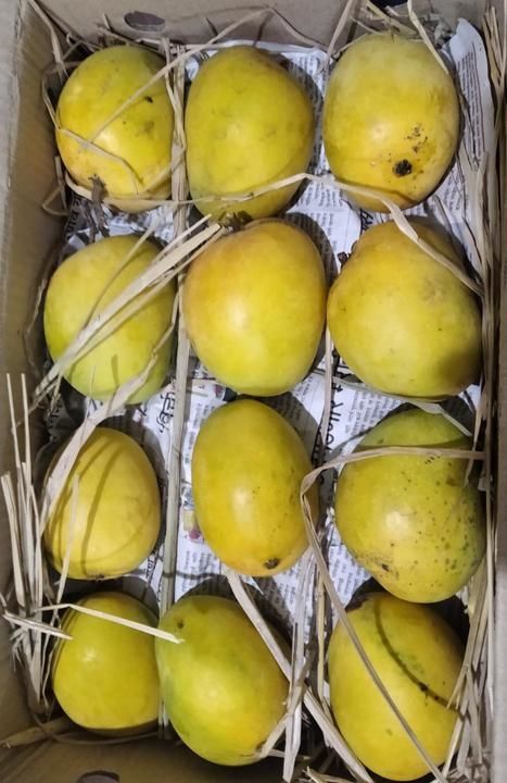 Khirasapati (Himsagar) Mango Fruit uploaded by business on 5/21/2021