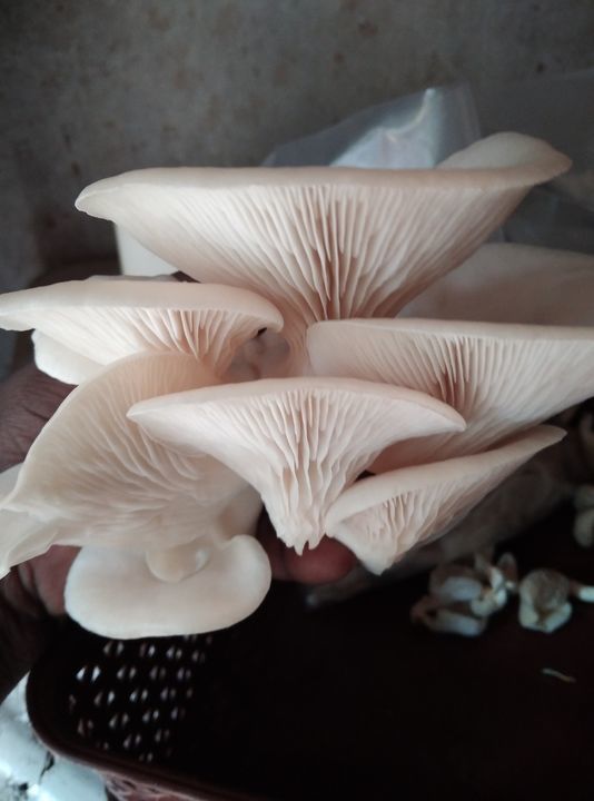 White Oyster Mushroom uploaded by Oyster Mushrooms on 5/25/2021