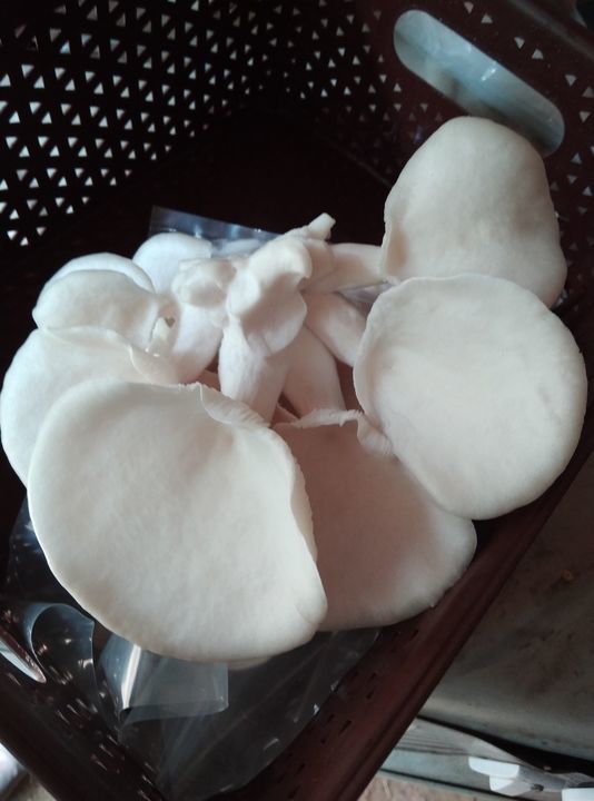 Oyster Mushrooms uploaded by Oyster Mushrooms on 5/25/2021