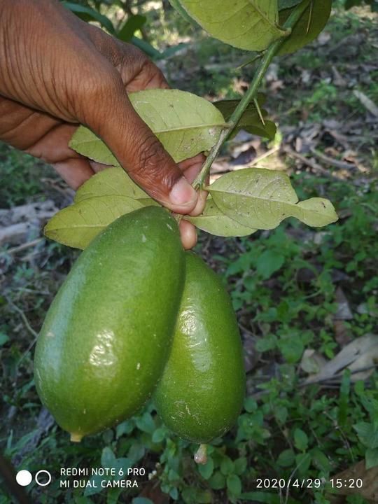 Fresh Kaji Nemu Assam Lemon (1kg) uploaded by business on 5/25/2021
