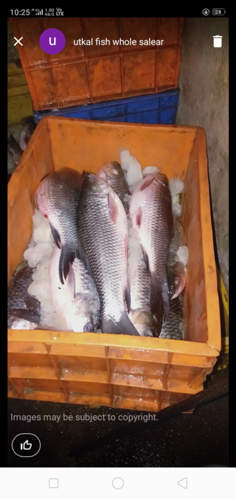 Fresh fish uploaded by business on 5/30/2021