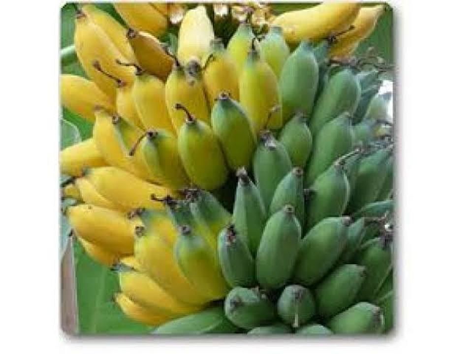 Amrutapani banana uploaded by SV organics on 5/24/2020
