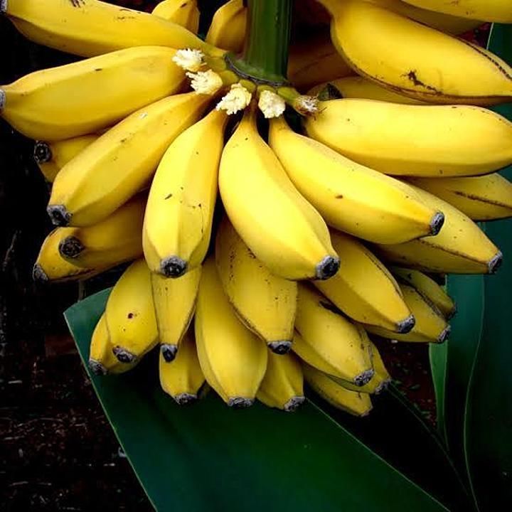 Yelaki banana uploaded by SV organics on 5/24/2020