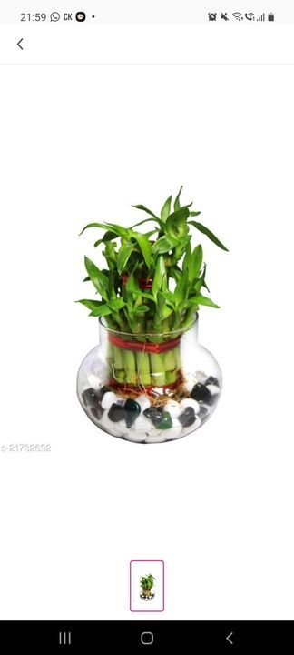 Post image I want 1 Pieces of Showcase Bamboo plant.
Below is the sample image of what I want.