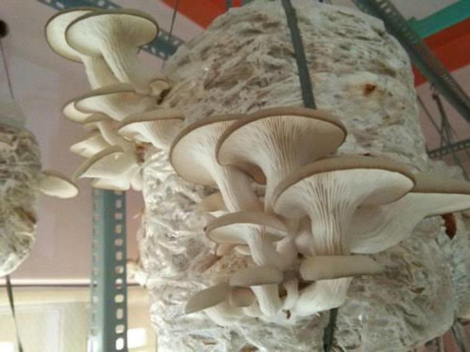 Oyster mushroom  uploaded by business on 6/9/2021