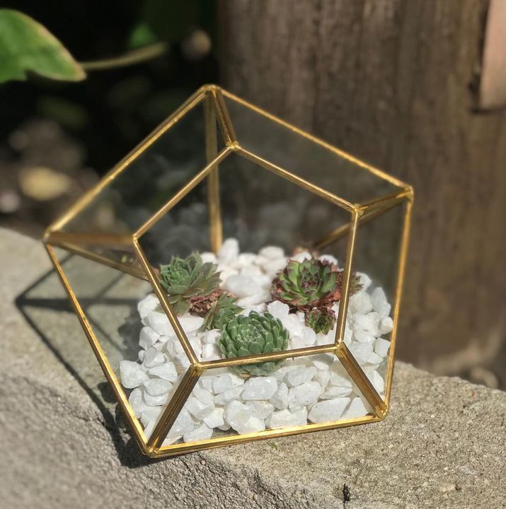 Terraniums uploaded by business on 6/13/2021