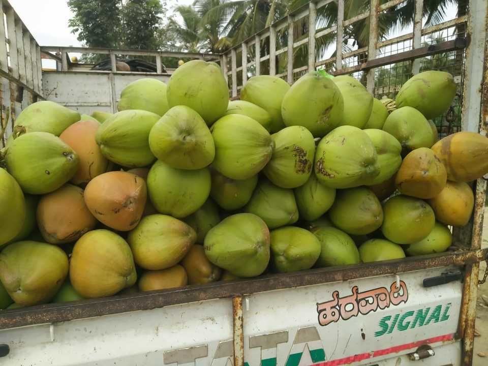 Water coconut  uploaded by Deeksha Collection Spices on 6/20/2021