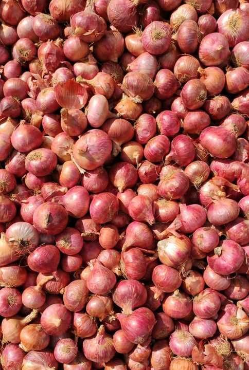 Red Onion uploaded by Deeksha Collection Spices on 6/20/2021