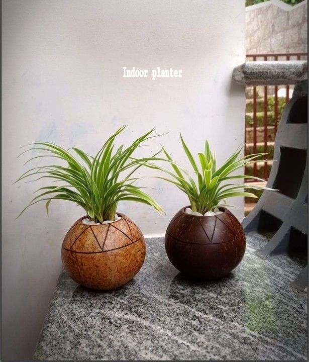Coconut shell pot for decoration uploaded by business on 6/26/2021