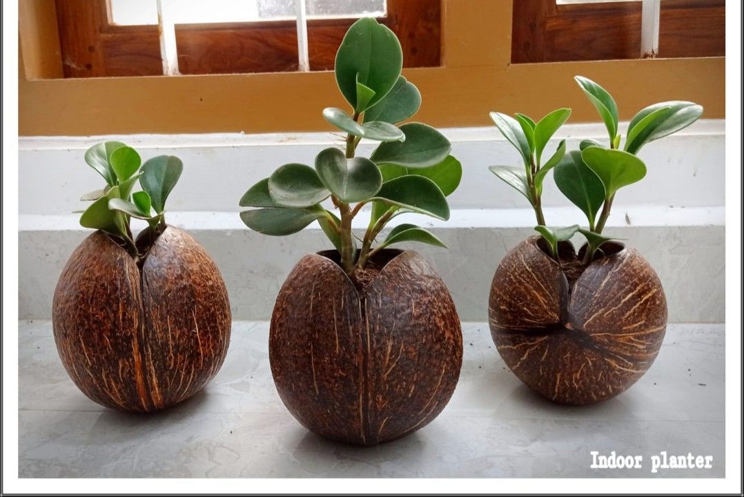 Coconut shell pot uploaded by business on 6/26/2021