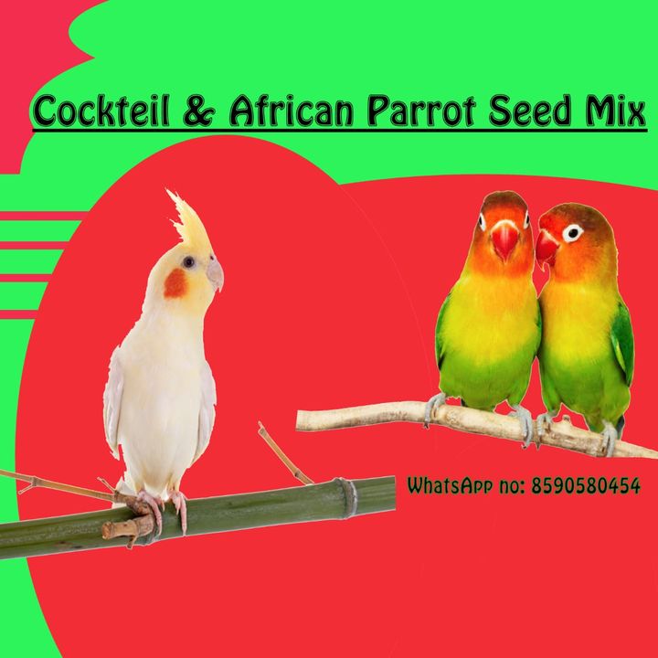 Cocketeil African parrot mix uploaded by business on 7/9/2021