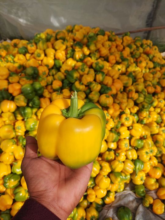Yellow bell pepper uploaded by Farm to plate on 7/16/2021