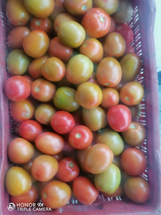 Tomatoes uploaded by Farm to plate on 7/16/2021